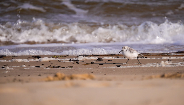 Wetlands International 2024 : rapide bilan pour le Bassin d'Arcachon !